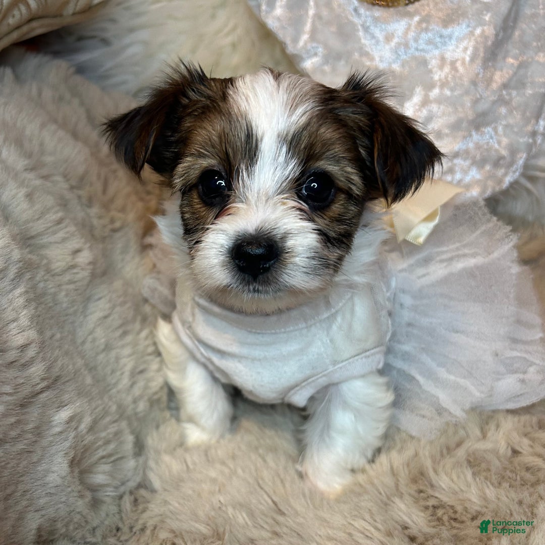 Mixed Breed dogs for sale: Blossom  - Ad 4