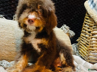 Mini Bernedoodle dogs - Ad 29
