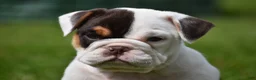 Beabull dogs for sale: Nova - Ad 3