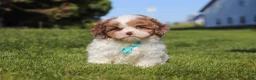 Shihpoo dogs for sale: Thomas - Ad 1
