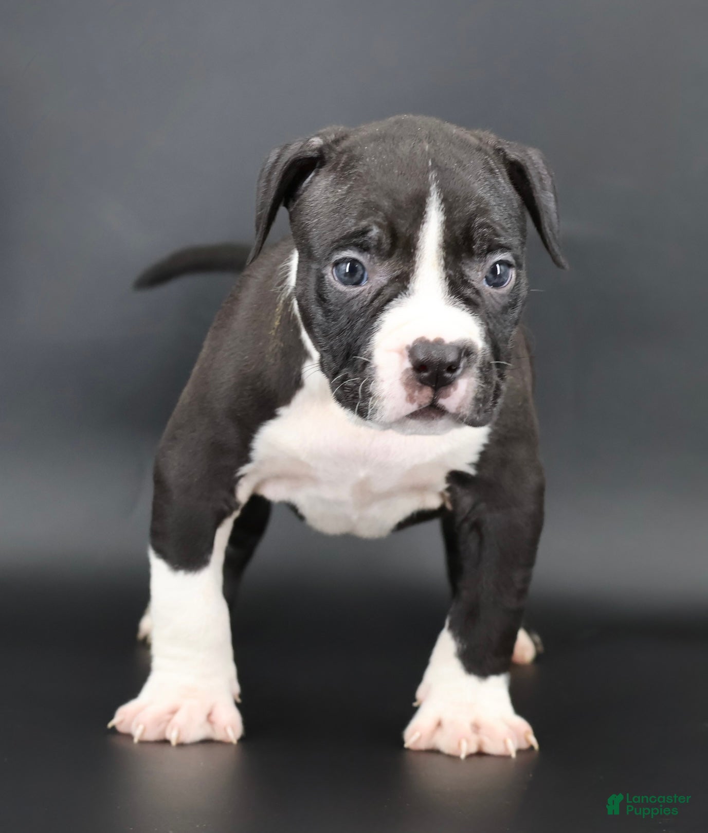 American Bully dogs Valentino - Ad 10