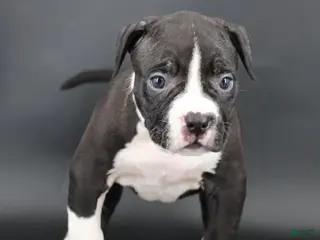 American Bully dogs Valentino - Ad 10