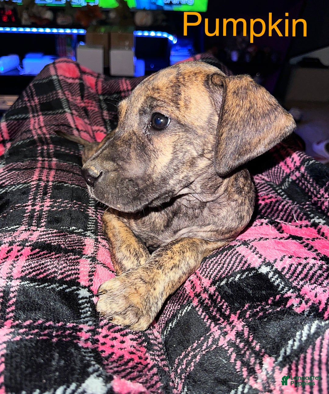 Great Dane dogs for sale: Pumpkin - Ad 3