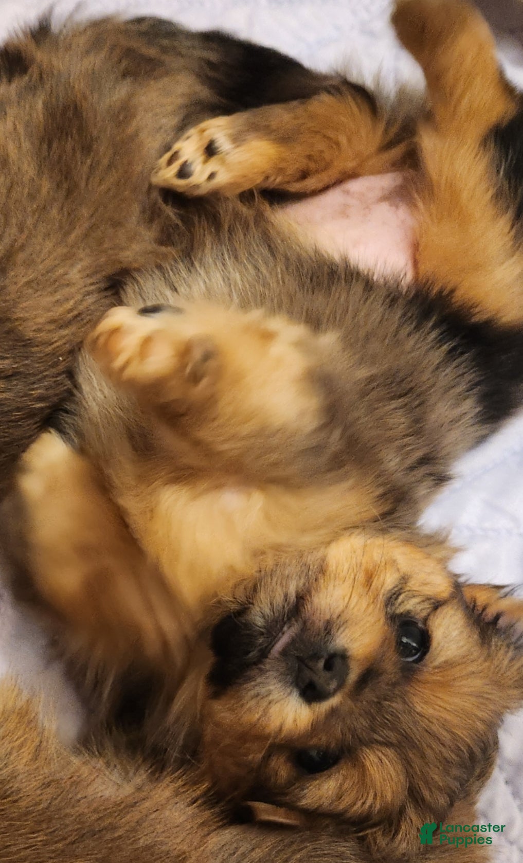 Mixed Breed dogs Bow - Ad 21