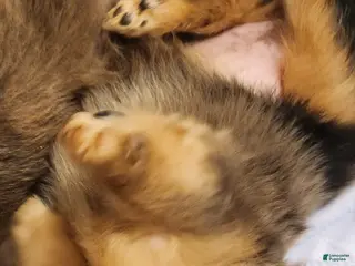 Mixed Breed dogs Bow - Ad 21