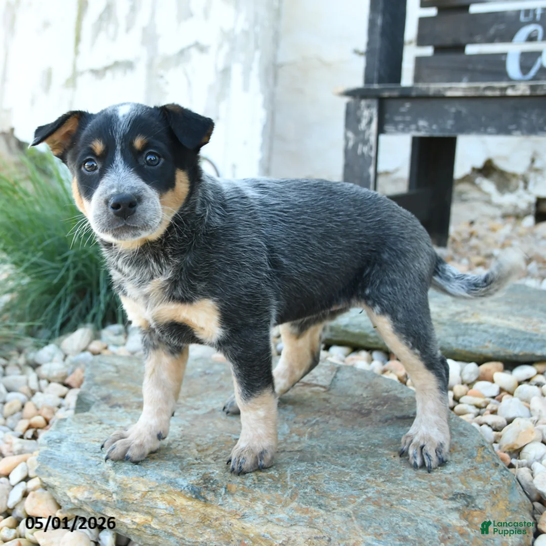 Australian Cattle Dog dogs for sale: Loretta - Ad 3