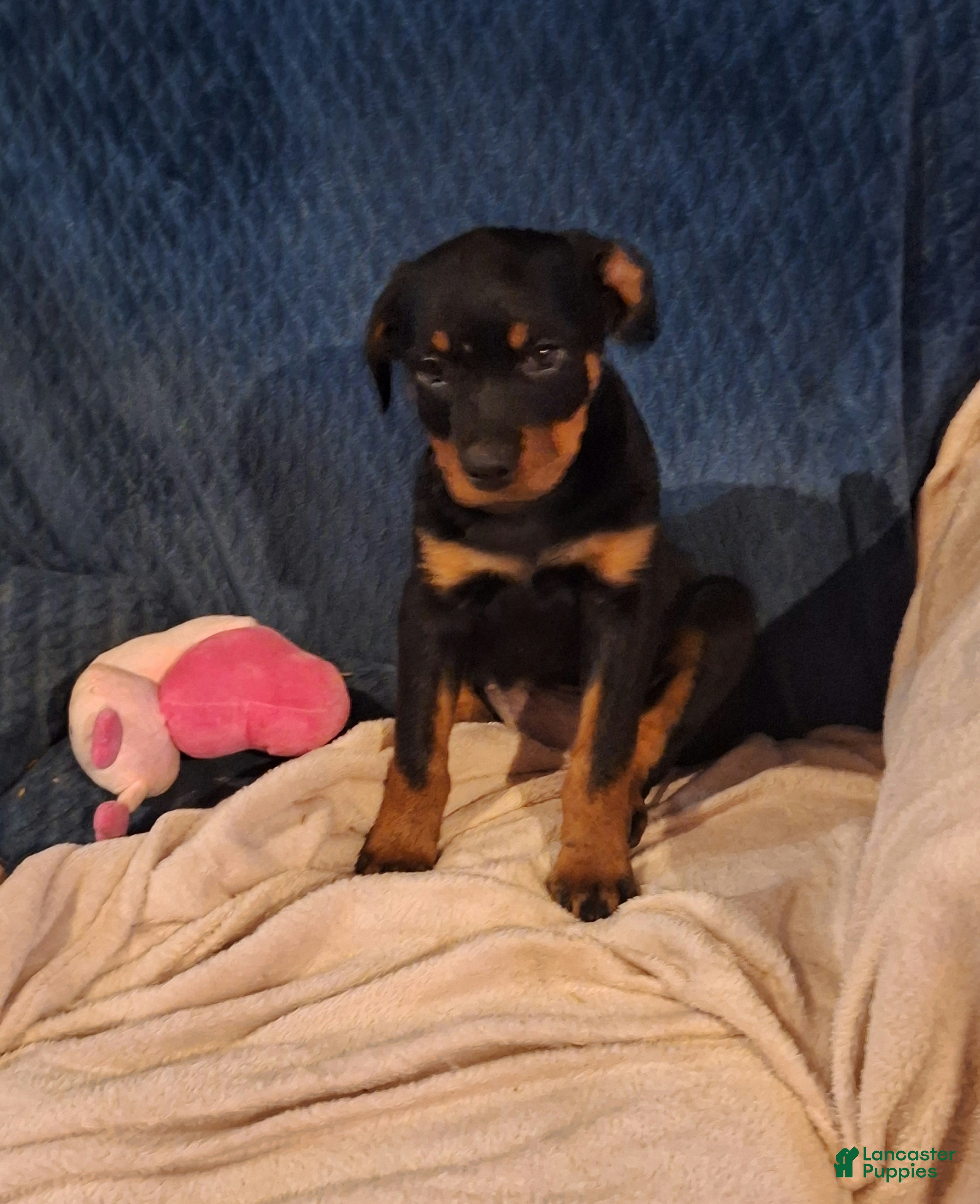 Rottweiler dogs Rottweiler Puppy 5 - Ad 2