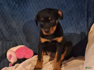 Rottweiler dogs Rottweiler Puppy 5 - Ad 2