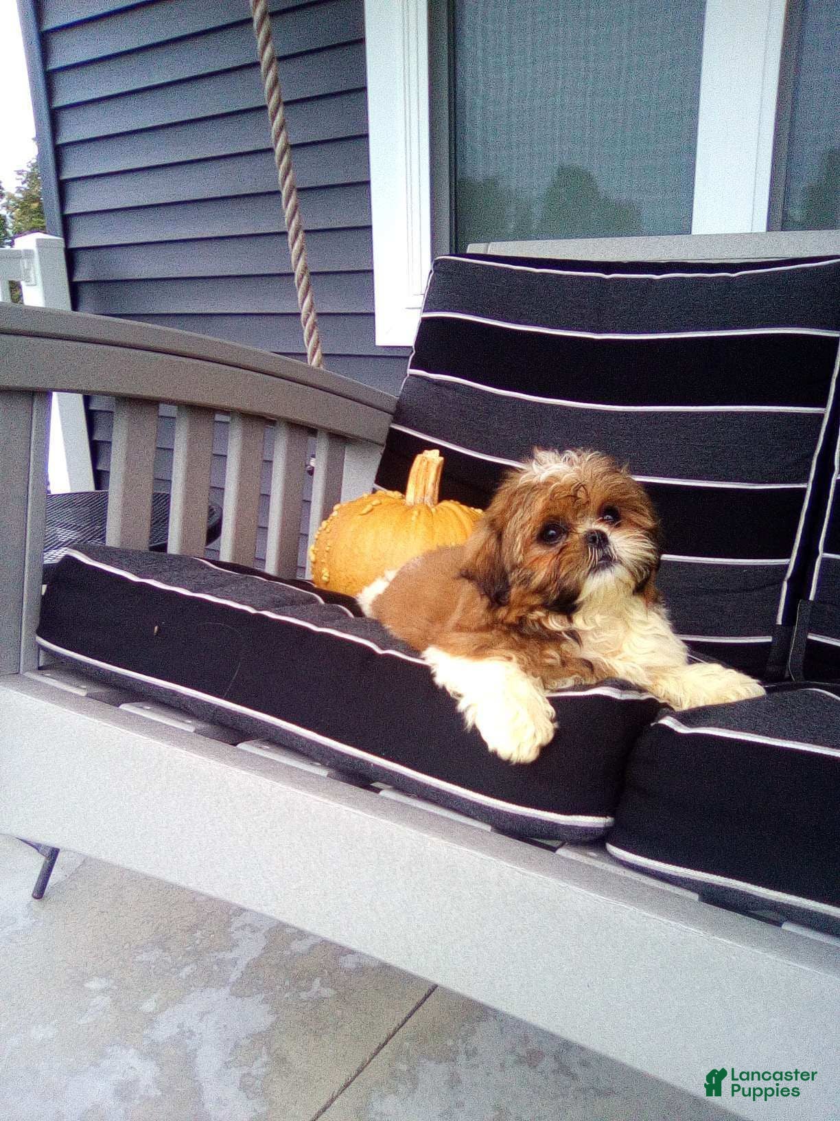 Shih Tzu dogs Autumn - Ad 2