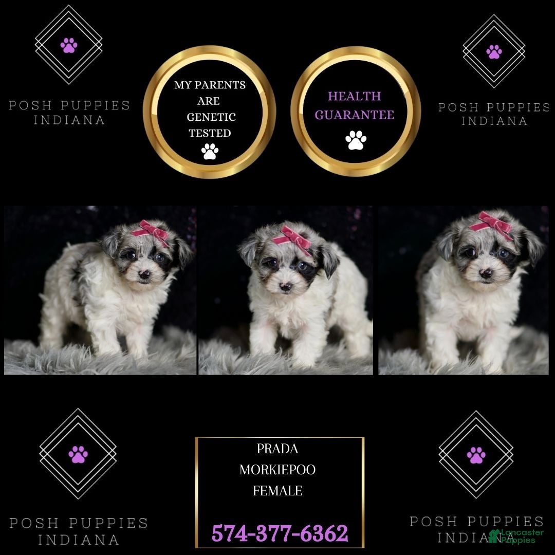 Maltipoo dogs for sale: Prada - Ad 9