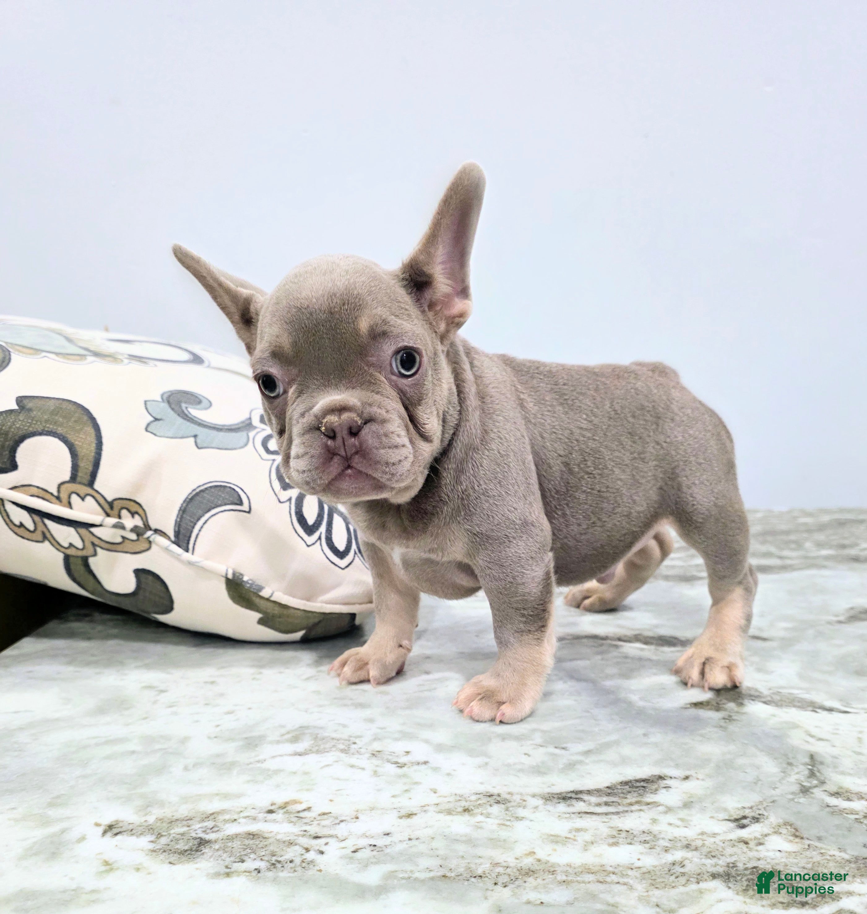 French Bulldog dogs Bernard - Ad 2