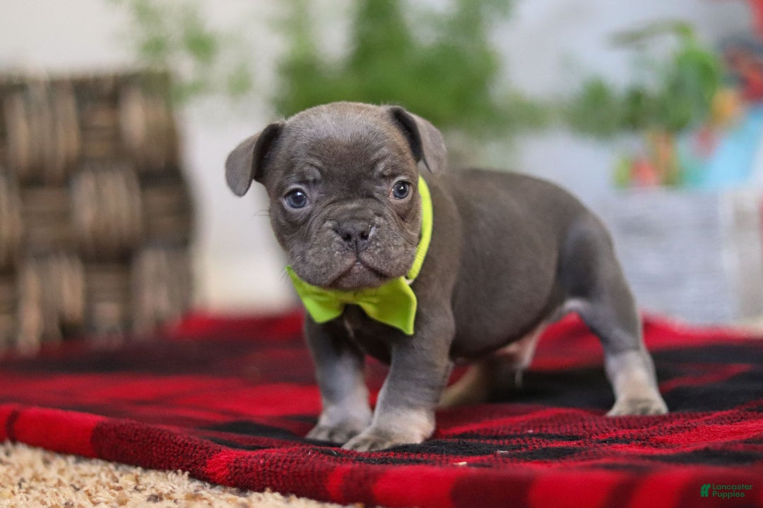 Frenchton dogs for sale: Jack - Ad 6