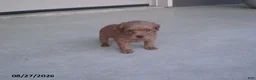Yorkiepoo dogs for sale: George - Ad 10