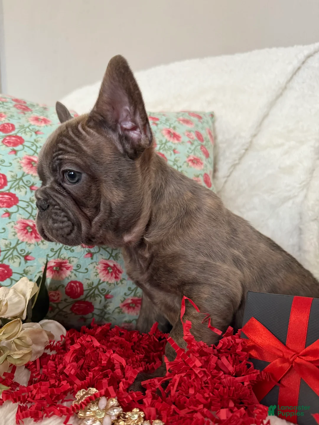 French Bulldog dogs for sale: Blue Brindle (Leo)  - Ad 5