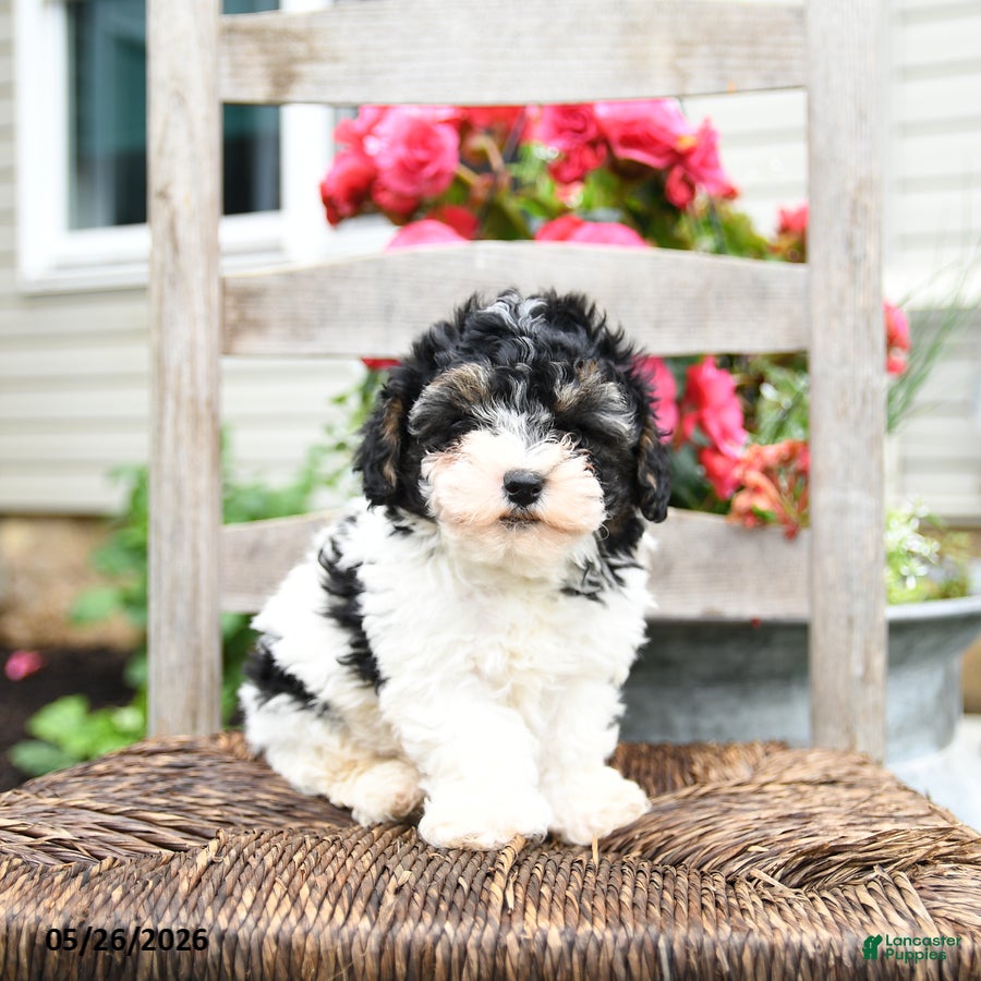 Yorkiepoo dogs Cannoli  - Ad 1