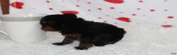 Yorkiepoo dogs for sale: Emmett  - Ad 5