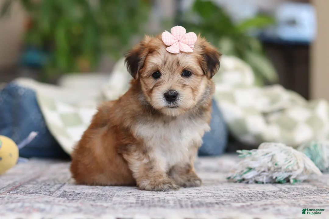 Morkie dogs for sale: Sarah - Ad 4