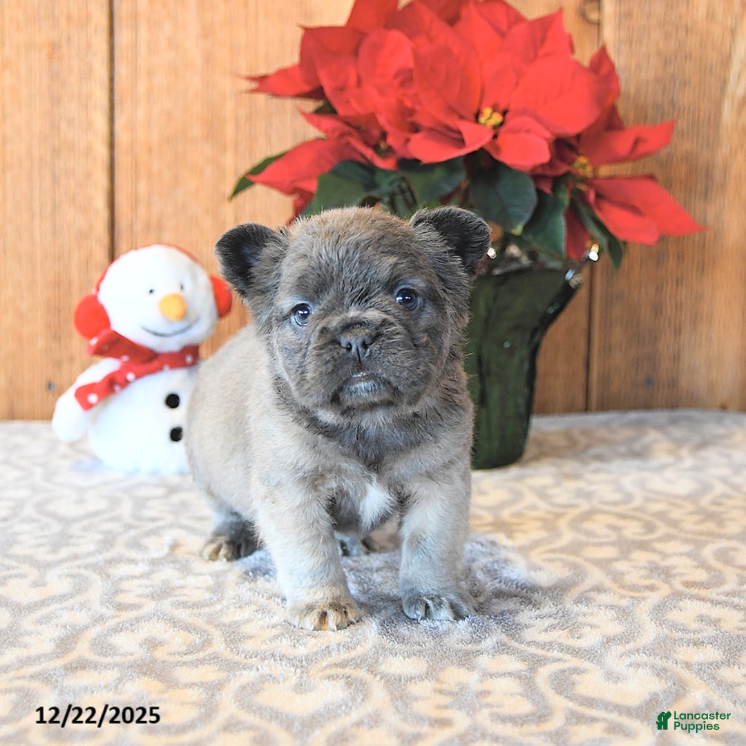 French Bulldog dogs for sale: Tinkerbell - Ad 2