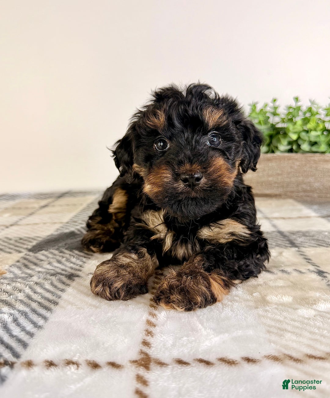 Yorkiepoo dogs for sale: Thea - Ad 3