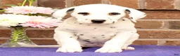 Dalmatian dogs for sale: Bella - Ad 5