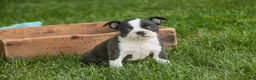 Boston Terrier dogs for sale: Bruce Boston Terrier  - Ad 4