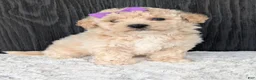 Bichpoo dogs for sale: Zoey - Ad 7