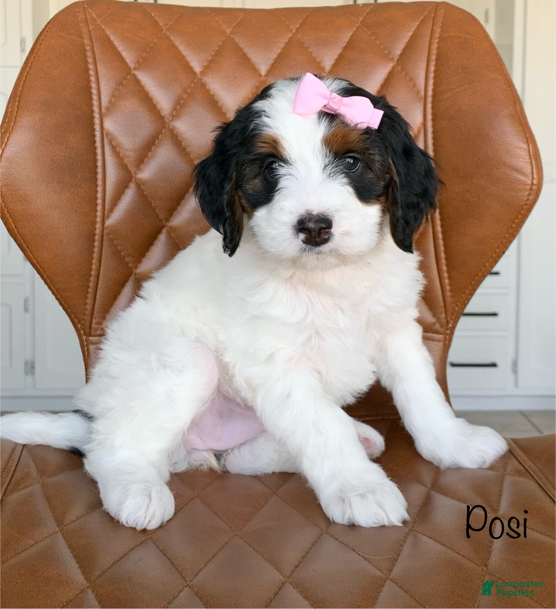 Bernedoodle dogs Posi - Ad 1