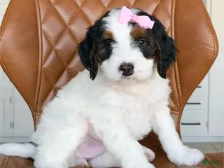 Bernedoodle dogs for sale: Posi - Ad 2