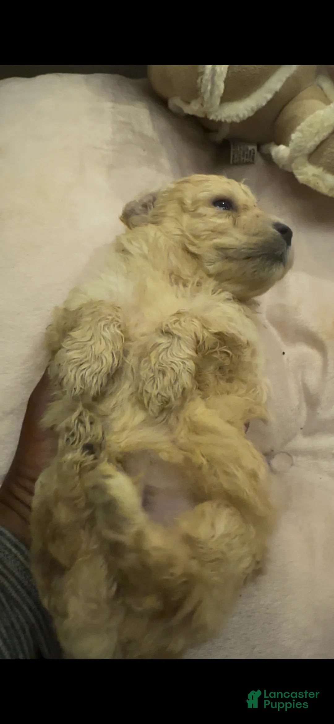 Mixed Breed dogs for sale: Quilt - Ad 1