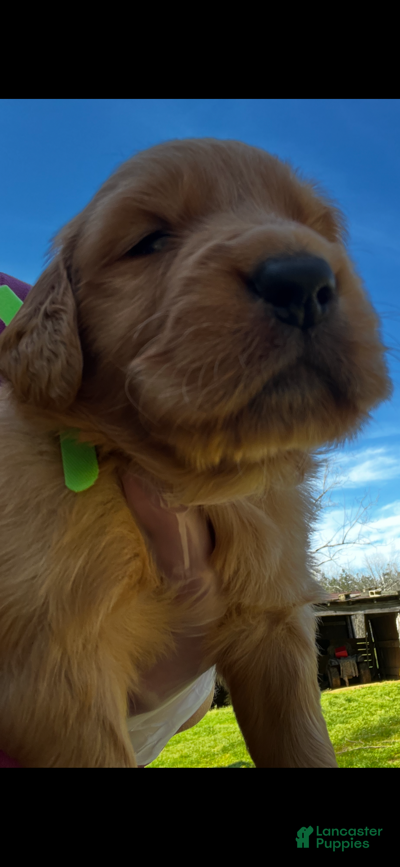 Golden Retriever dogs Golden Retriever Puppy 6 - Ad 16