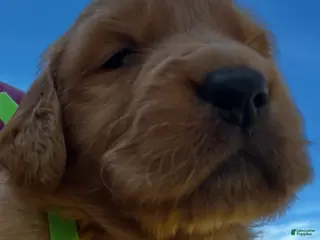 Golden Retriever dogs Golden Retriever Puppy 6 - Ad 12