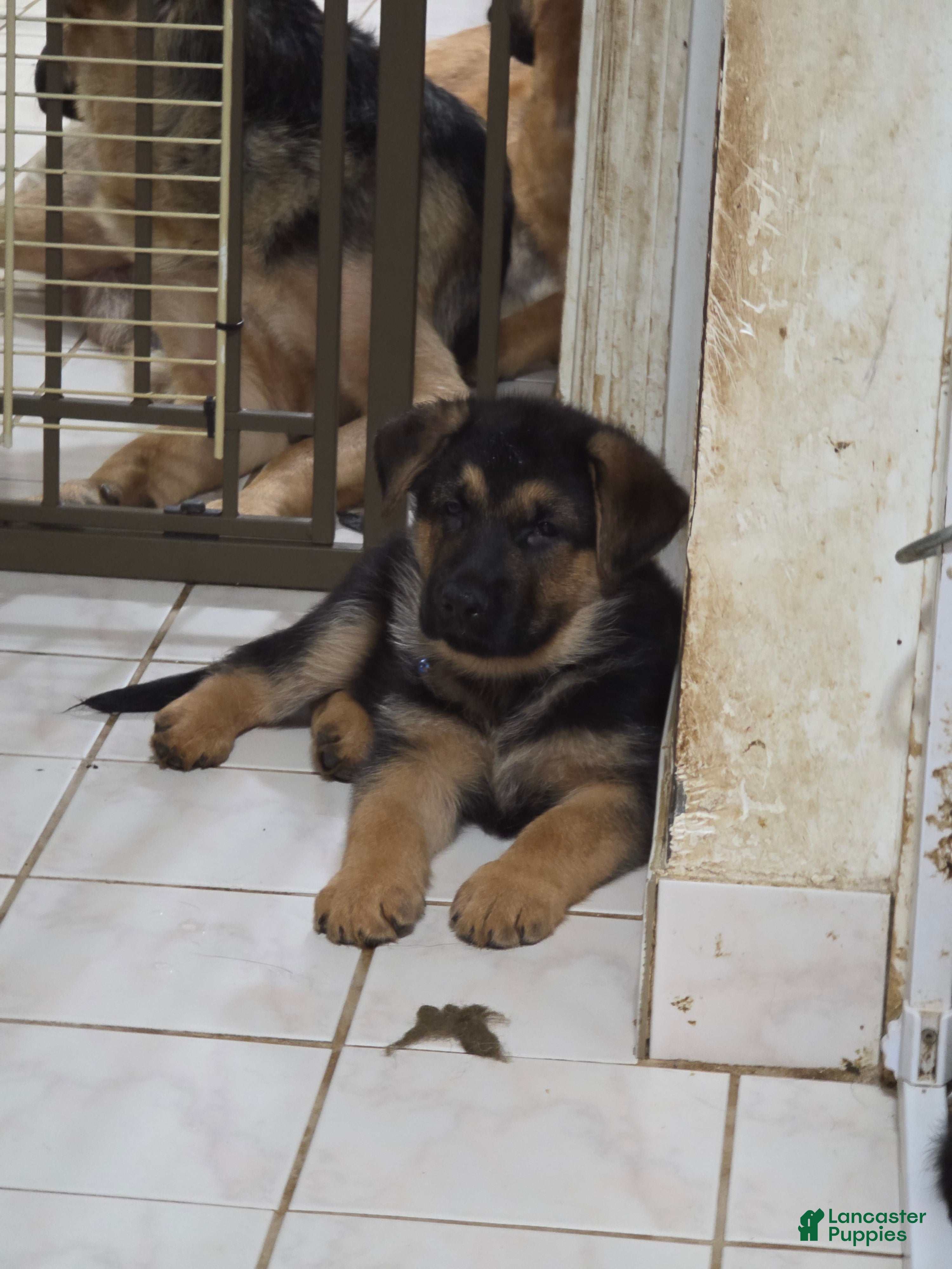 German Shepherd dogs Diesel 🐾 - Ad 1