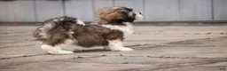 Havanese dogs for sale: Iris Havanese  - Ad 8