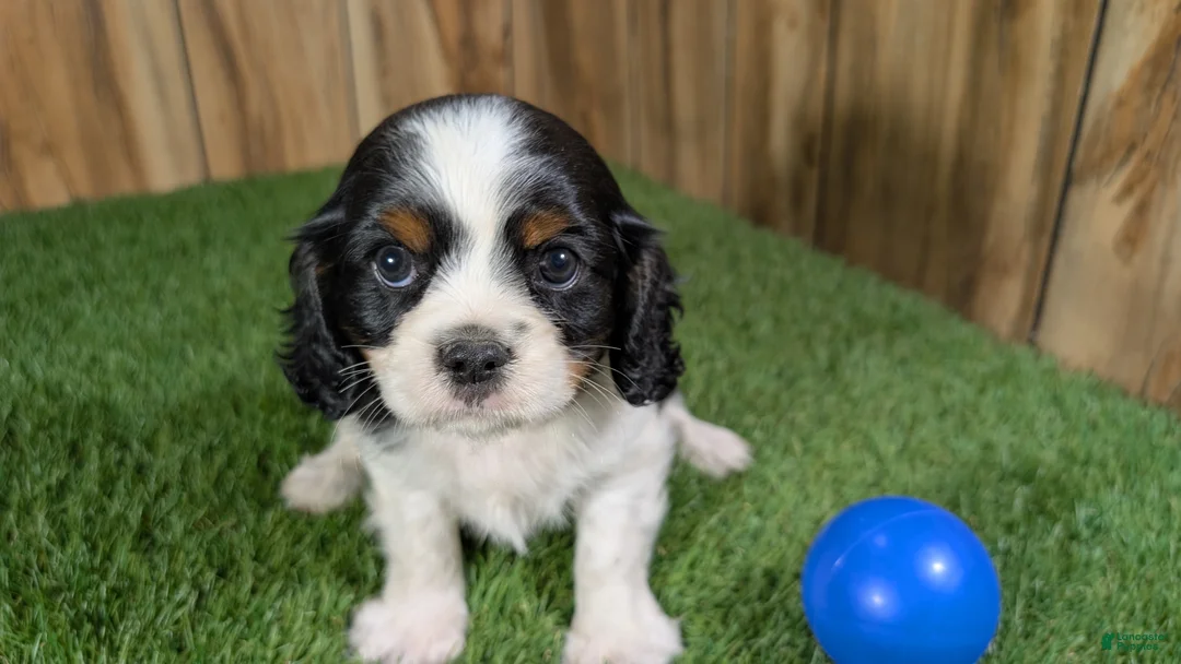 Cavalier King Charles Spaniel dogs for sale: Gracie Boy 1 - Ad 2
