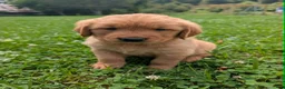 Golden Retriever dogs for sale: Sky - Ad 6