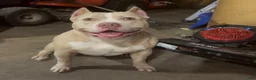 American Bully dogs for sale: Solid female - Ad 14
