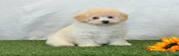 Bichpoo dogs for sale: Kira - Ad 3