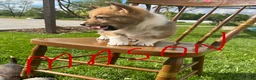 Welsh Corgi Pembroke dogs for sale: Mason - Ad 3
