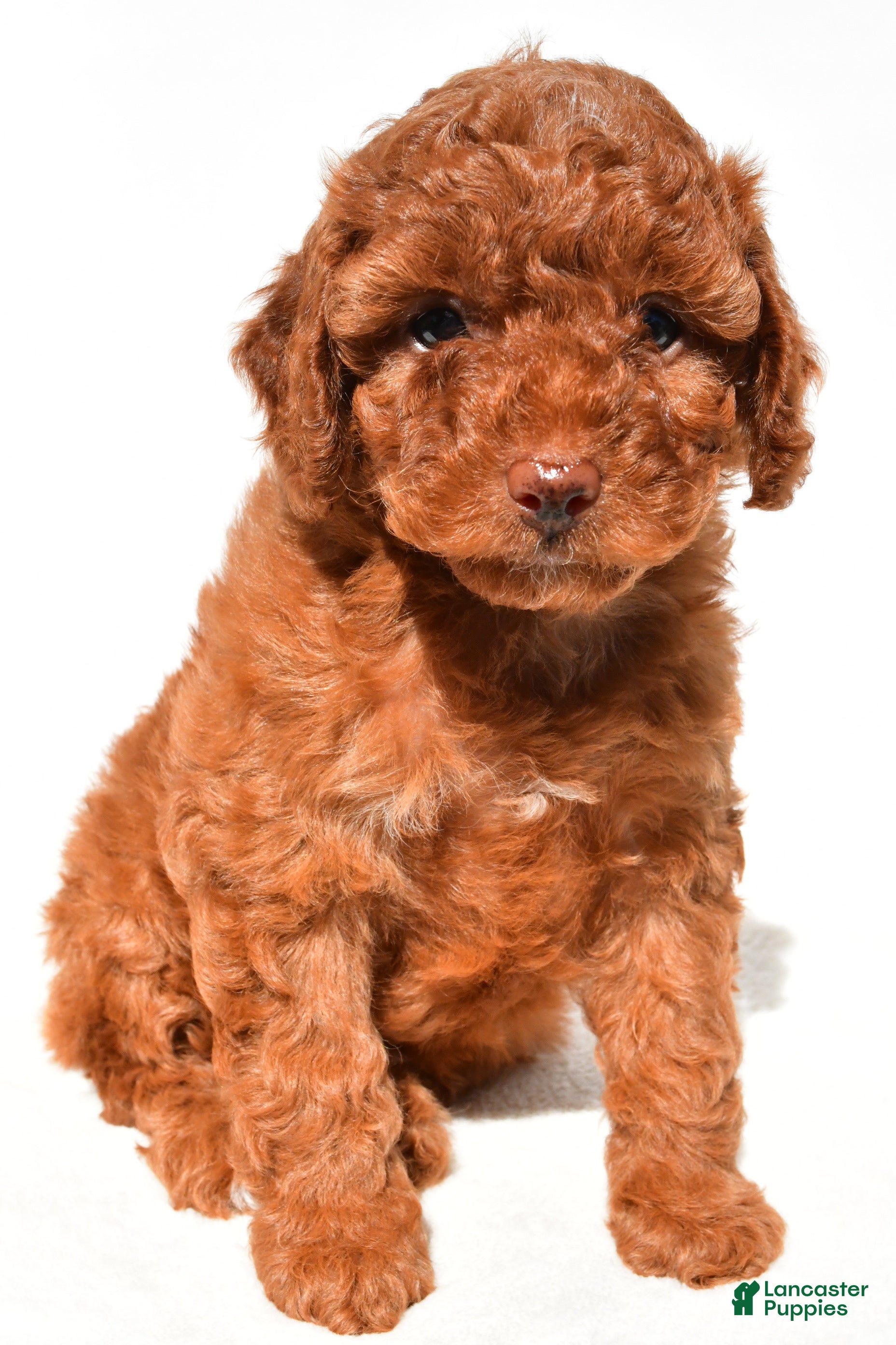 Miniature Poodle dogs Lucy - Ad 2