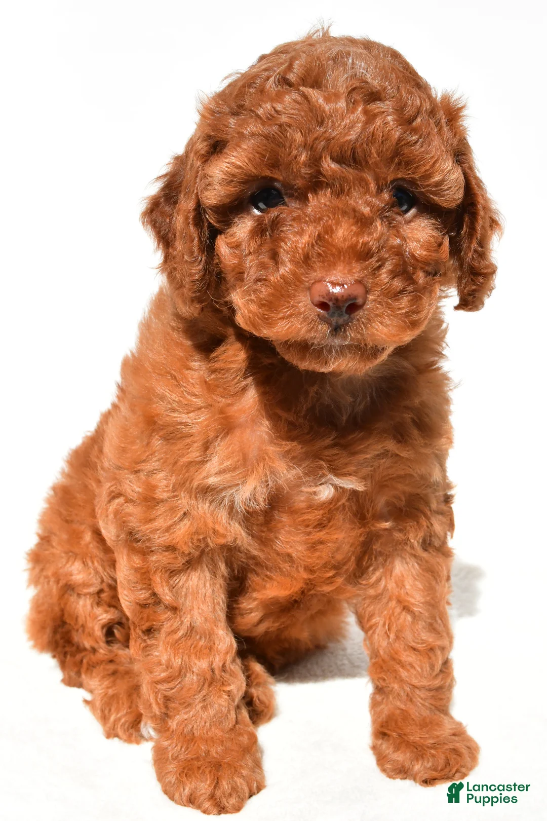 Miniature Poodle dogs for sale: Lucy - Ad 2