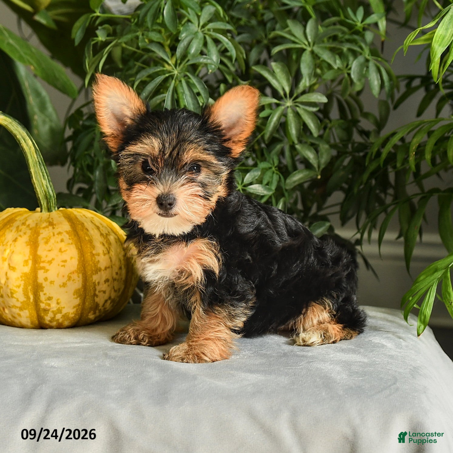 Yorkshire Terrier dogs Vicky - Ad 1