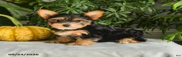 Yorkshire Terrier dogs for sale: Vicky - Ad 1