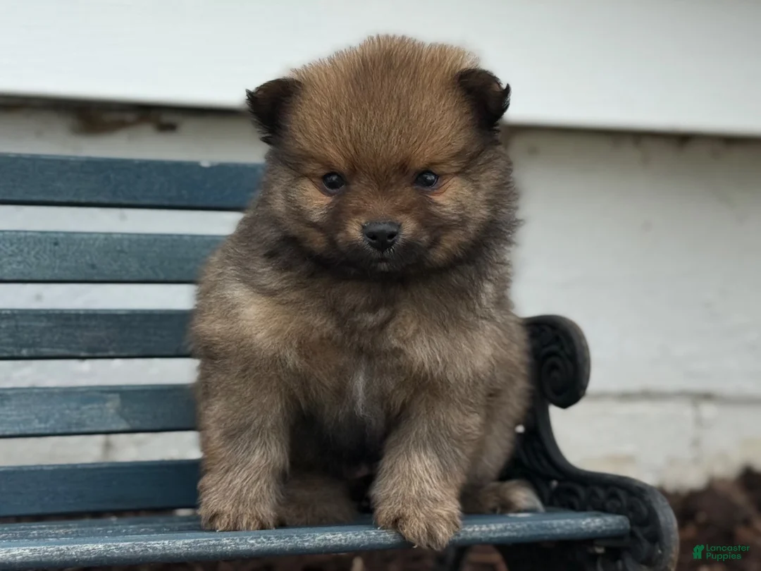 Pomeranian dogs for sale: Olivia  - Ad 11