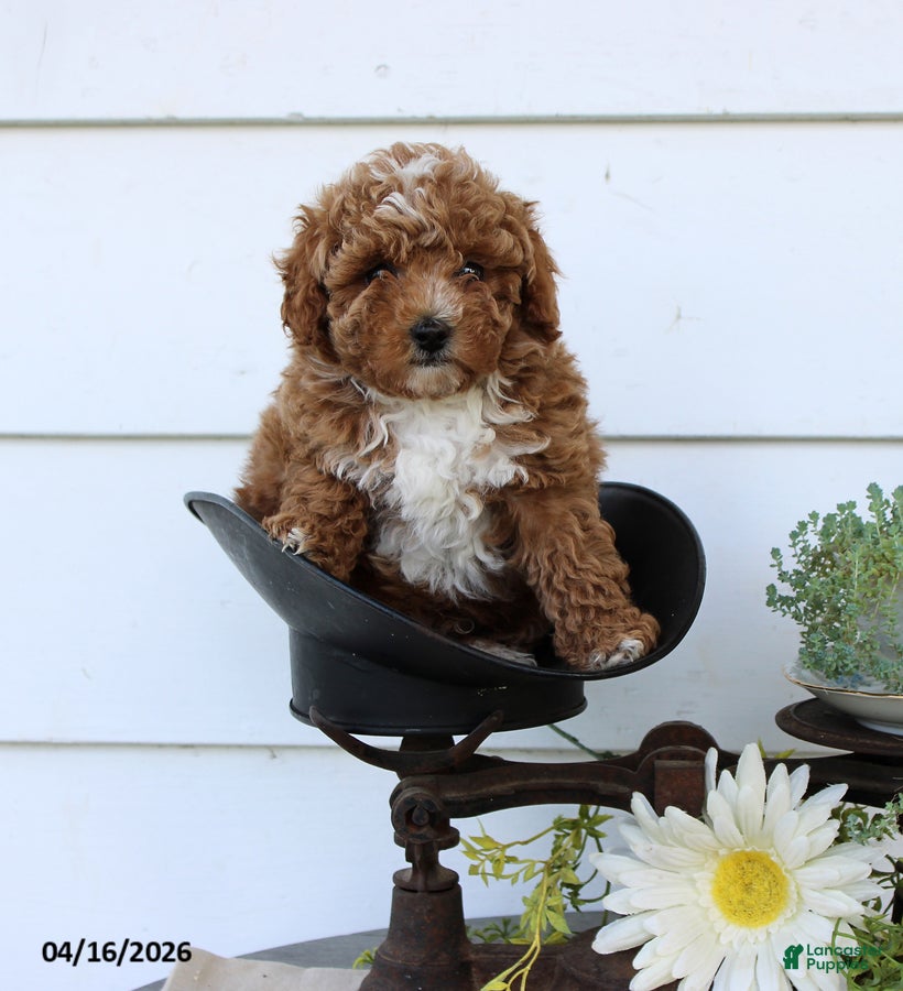 Toy Poodle dogs Pumpkin - Ad 2