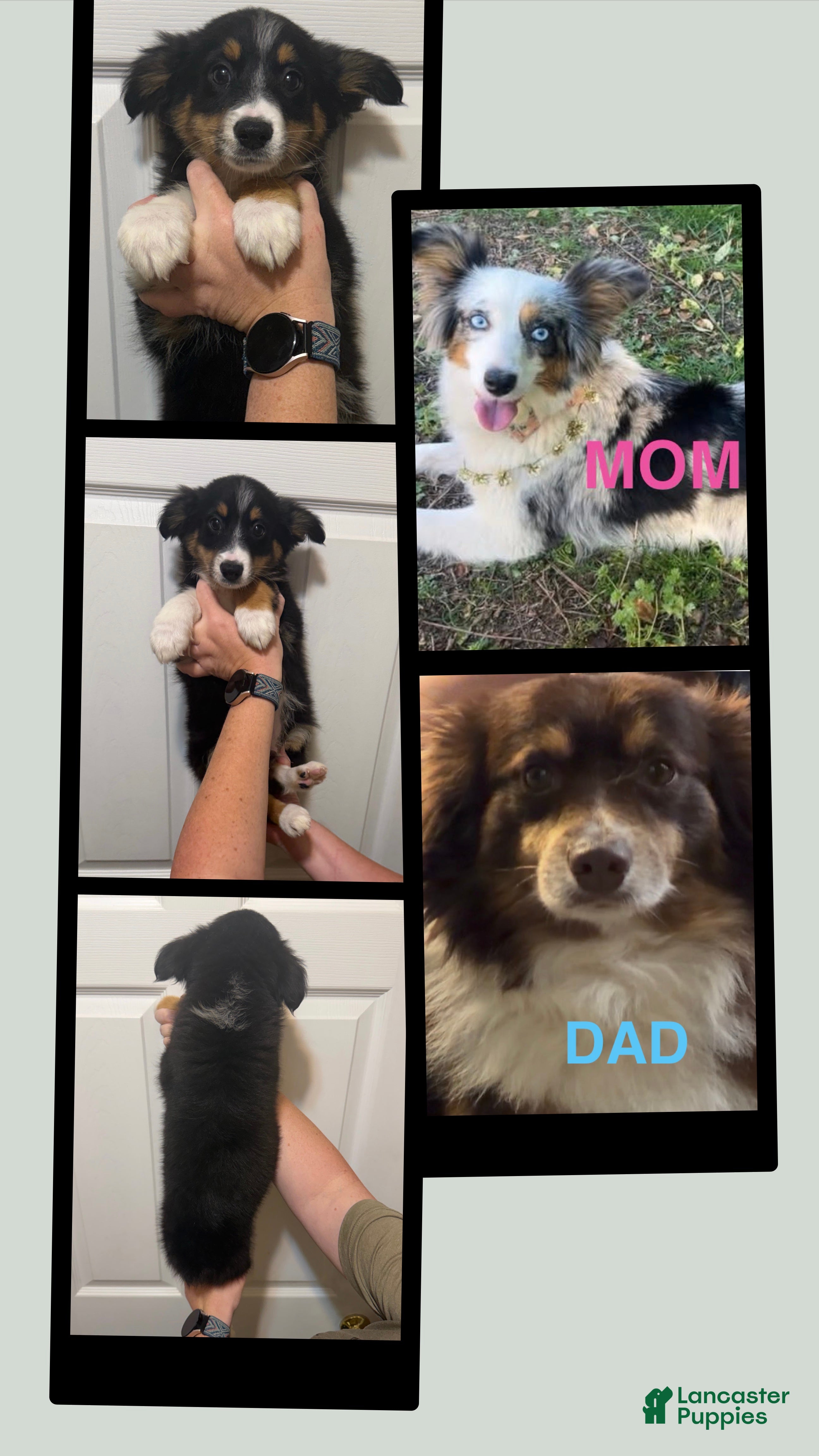 Miniature Australian Shepherd dogs Tan - Ad 11