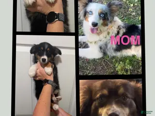 Miniature Australian Shepherd dogs Tan - Ad 11