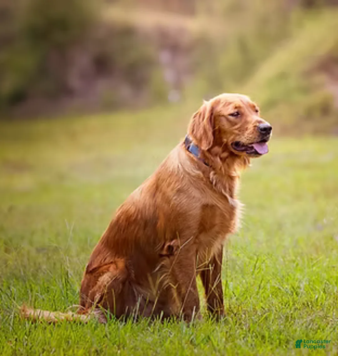 Golden Retriever dogs for sale: Ms. Pink - Ad 2