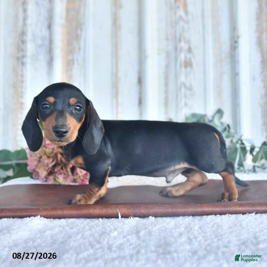 Miniature Dachshund dogs Smokey Bear - Ad 2