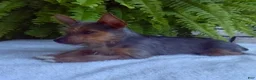 Yorkshire Terrier dogs for sale: Tinker - Ad 5
