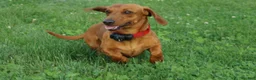 Miniature Dachshund dogs for sale: Cedar  - Ad 9